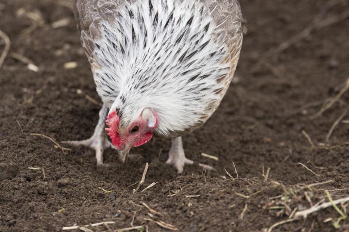 Zero-Cost Compost: Let Your Chickens Do the Dirty Work